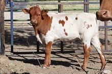 Valentine's 2019 Steer