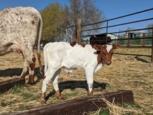 Valentine's 2020 Steer