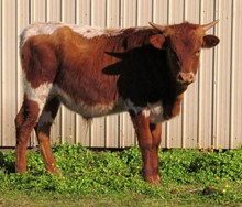 Bullcalf 21/2