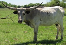 Lady Stuart Cowgirl CPL