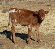 Phenomanal Love x Rio Grande 18 bull