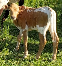 RedHot Kisses 2022 bull calf