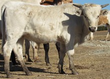 Sakura bull calf