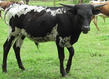 Suzie's 2019 Steer