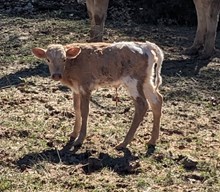 Texa Lezawe 2024 heifer